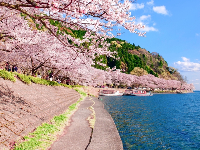 【自転車で走る 初めてのビワイチおすすめルート】距離、時間、休憩　海津大崎の桜