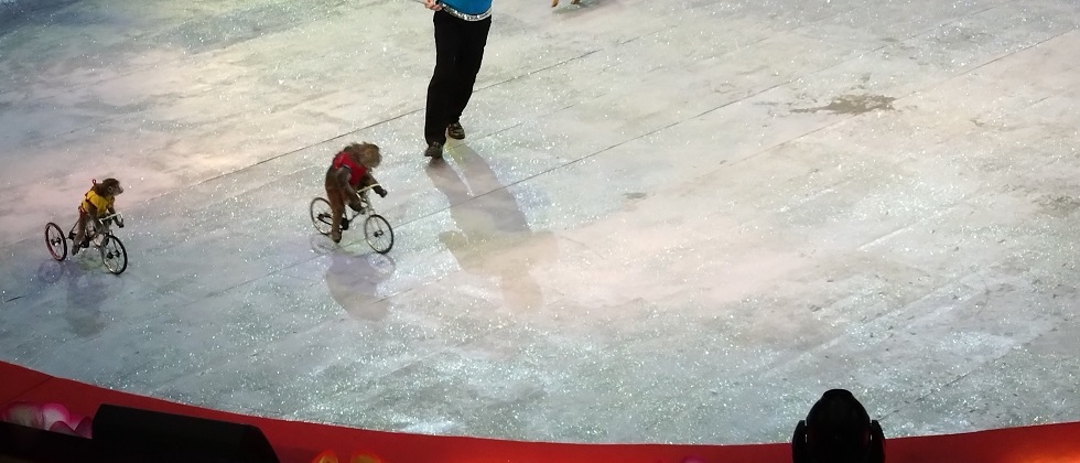 【ベトナム】ハノイの常設サーカス Central Circus　自転車にのるおサルさん