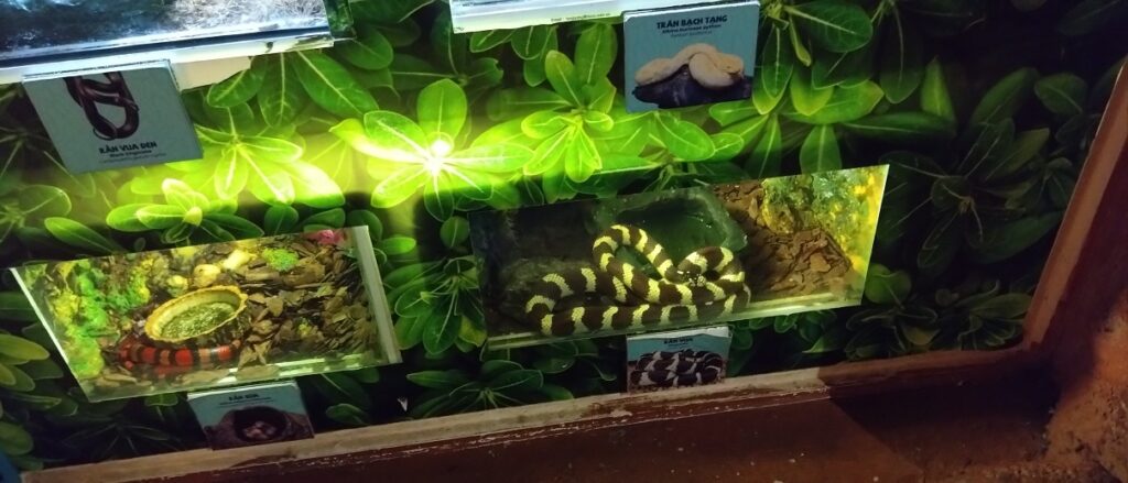【ベトナム観光】ハノイの水族館 日本とはちょっと違うよ　ヘビ